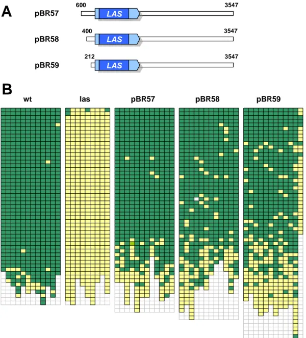 Figure 4. Deletion construct analysis of the LAS 5’ promoter.  