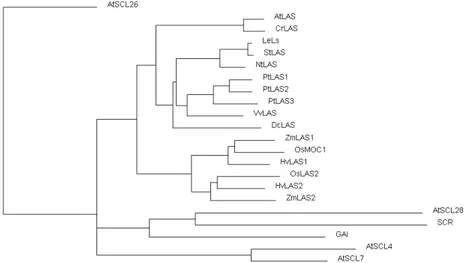Figure 5. Phylogenetic tree of LAS homologs.  