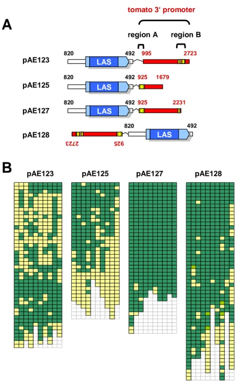 Figure 8. Tomato promoter sequences driving LAS gene expression in Arabidopsis 