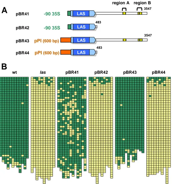 Figure 9. Analysis of LAS promoter swapping constructs.  