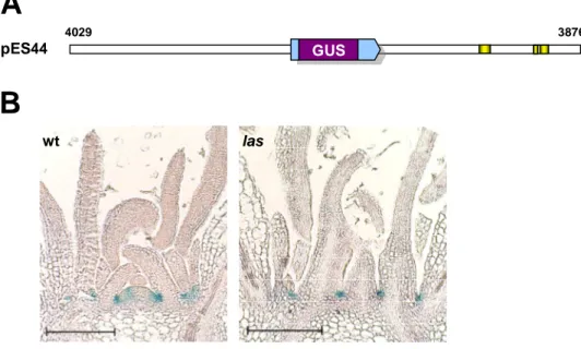 Figure 11. LAS::GUS expression in wt and las plants. 