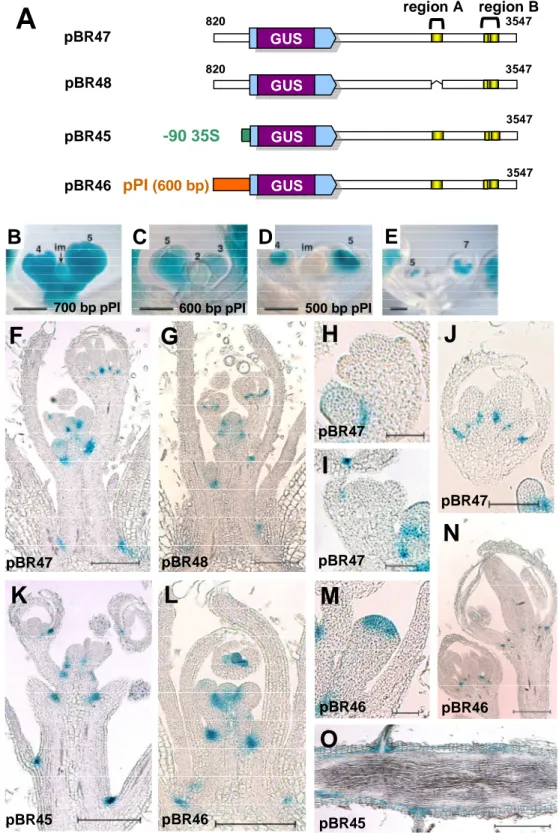 Figure 12. GUS stainings of promoter deletion and promoter swapping constructs. 