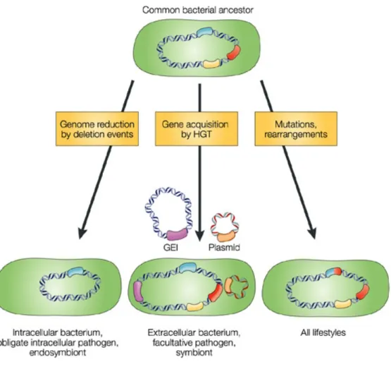 Fig. 1: Mechanisms that drive bacterial genome evolution. Three mechanisms are considered  responsible for evolution of genome structures, which may reflect different bacterial lifestyles