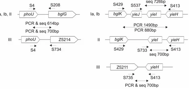 Fig. 7: PCR and sequence typing of bgl/Z loci. Primers and their mapping positions are indicated