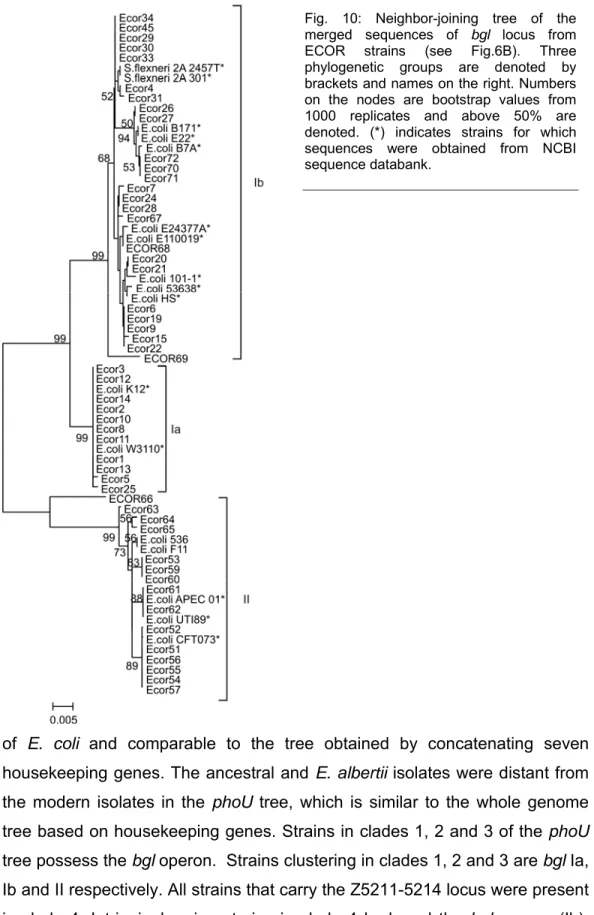 Fig. 10: Neighbor-joining tree of the  merged sequences of bgl locus from  ECOR strains (see Fig.6B)