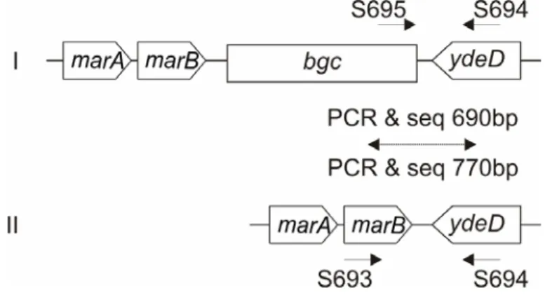 Fig. 20 Schematic showing the PCR and sequencing of the bgc loci. Same primers used  for both PCR and sequencing are indicated