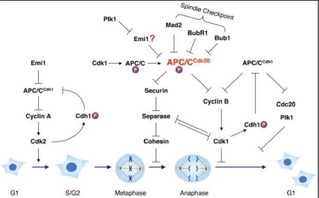 Figure 1.2 Regulation of the APC/C during the standard cell cycle (adapted from Yu, 2007)