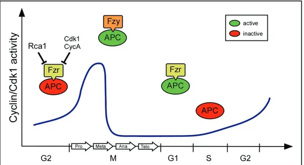 Figure 1.3 Rca1 restrains the APC/C-Cdh1 Fzr  activity in G2. APC/C promotes cell cycle progression by  degradation of different substrates like mitotic cyclins