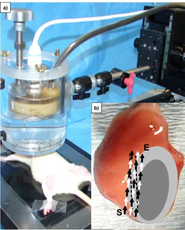 Figure 6:  Focussed ultrasound-mediated microbubble stimulation (UMS) 