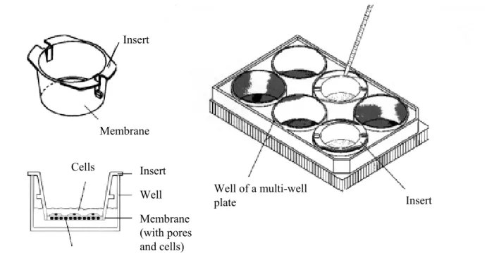 Figure 7:  Scheme of a modified Boyden Chamber migration assay 