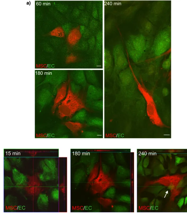 Figure 11:  MSCs integrate into endothelial monolayer in vitro 