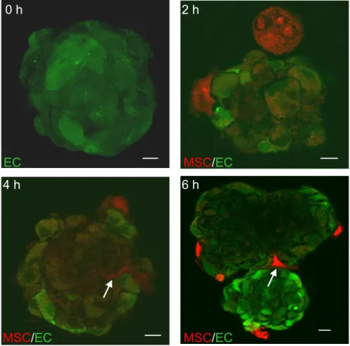 Figure 15:  Co-cultivation of endothelial spheroids with MSCs 