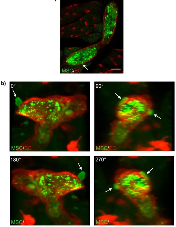 Figure 16:  Isolated mouse heart perfusions visualize transmigration and invasion  of MSCs ex vivo 