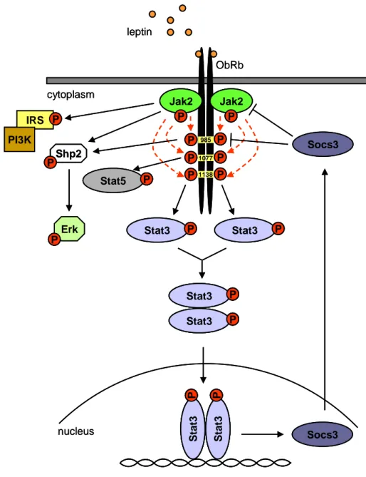 Figure 2: Leptin receptor signaling 