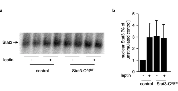 Figure 7: High Stat3 DNA-binding activity in Stat3-C AgRP  mice 