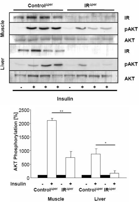 Fig. 10: Abrogated insulin signaling in peripheral organs of IR Δper  mice.  