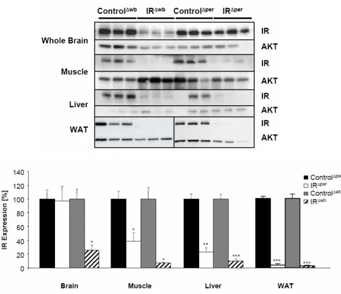Fig. 12: Insulin receptor deficiency in central and peripheral organs of IR Δwb  mice