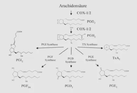 Abb. 1:   Prostaglandinstoffwechsel. COX-2 katalysiert in einem geschwindigkeitsbestimmenden Schritt Arachidonsäure über  PGG 2 