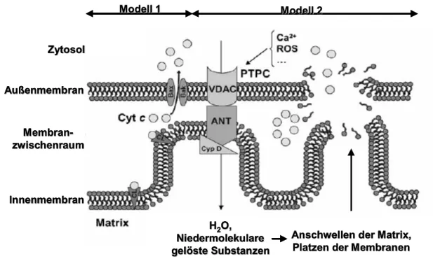 Abb. 6:  Modellvorstellungen der Permeabilisierung von Mitochondrienmembranen. Modell 1  geht von der Bildung eines  BAX/BAK-Kanals in der äußeren Membran aus