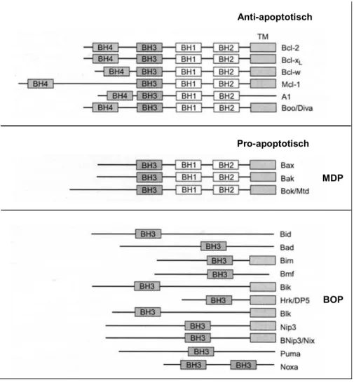 Abb. 7:  Schematische Darstellung und Klassifizierung einiger BCL-2-Familienmitglieder