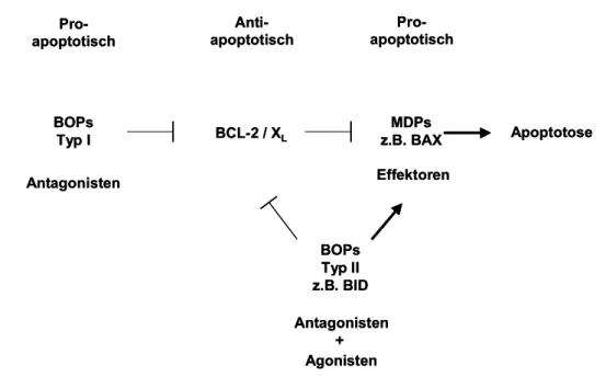 Abb. 8:  Funktionsweise der BCL-2 Familienmitglieder.  BOPs vom Typ I blockieren die antiapoptotischen Proteine wie z.B