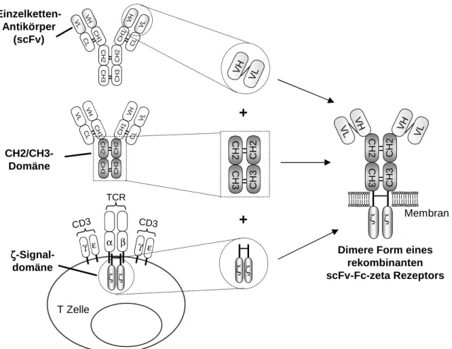 Abbildung 1.2: Konstruktion eines rekombinanten Immunrezeptors. Die antigenbindende Domäne des Rezep- Rezep-tors besteht aus dem rekombinanten Einzelkettenfragment (scFv) eines monoklonalen Antikörpers mit Spezifität für ein tumorassoziiertes Antigen (TAA)