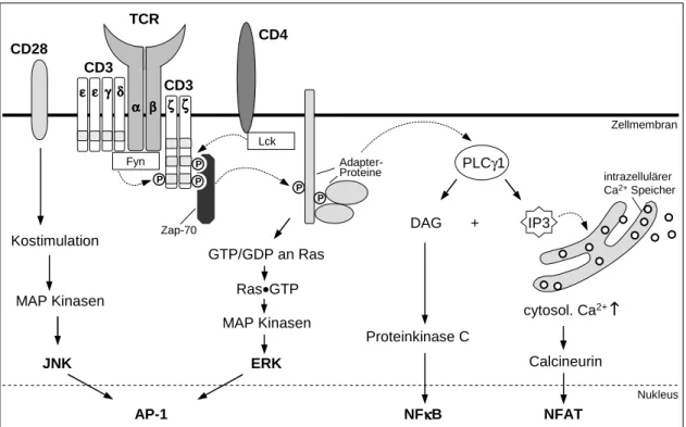 Abbildung 1.3: Signaltransduktion in T-Zellen. Vereinfachte schematische Darstellung der 3 Hauptwege der T- T-Zellaktivierung, welche gemeinsam die Expression früher Gene induzieren: MAPK Wege, Proteinkinase C (PKC) Weg, und Calcium-Calcineurin Weg.