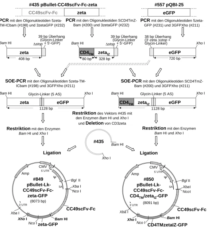 Abbildung 3.2: Klonierungsschema der anti-TAG72 Rezeptoren #849 und #850 mit terminalem eGFP.