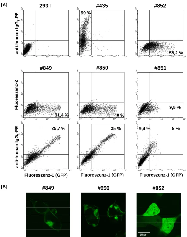 Abbildung 3.4: FACS-Analysen und LSM-Aufnahmen zum Nachweis der Expression der anti-TAG72-GFP Re- Re-zeptoren #849, #850 und #851 auf der Oberfläche transfizierter 293T Zellen