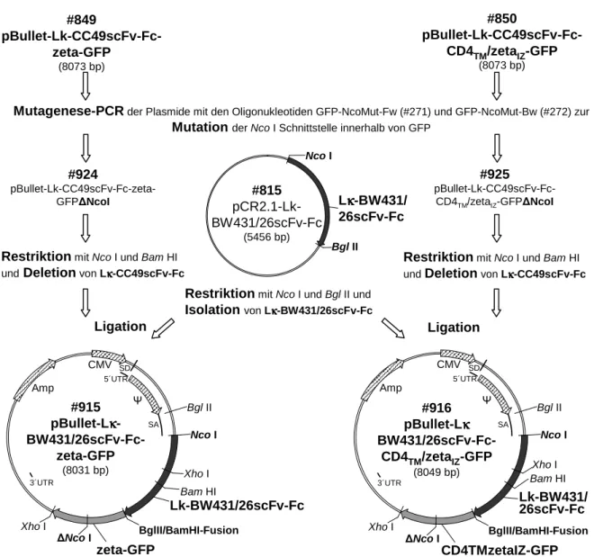 Abbildung 3.5: Klonierungsschema der anti-CEA Rezeptoren #915 und #916 mit terminalem eGFP.