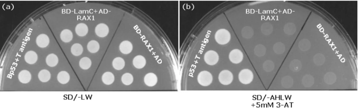 Fig. 3.1-1:    Autoactivation test of RAX1. Yeast strain AH109 was transformed with the indicated plasmids