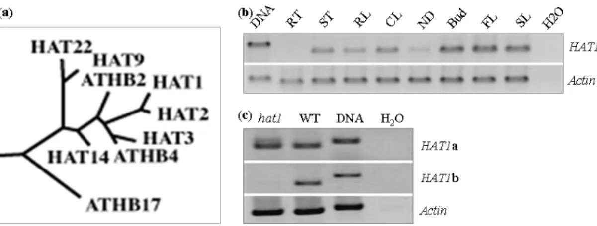 Fig. 3.1.1-3.  The Arabidopsis homologues of HAT1 and its expression in the wild type and T-DNA  mutant backgrounds