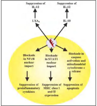 Figure 1.4 Intracellular and extracellular  pathways of immunosuppression during T. gondii  infection (from Denkers 2003)
