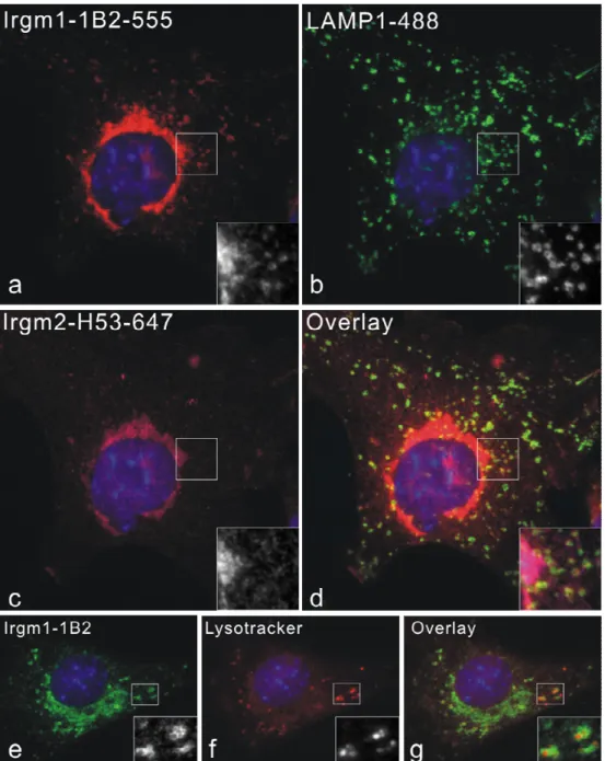 Figure 3.2 Irgm1 localizes to late endocytic/lysosomal compartments in addition to Golgi apparatus