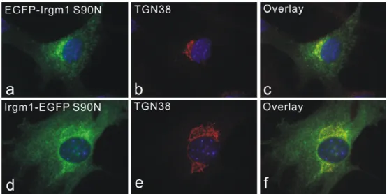 Figure 3.8 EGFP-Irgm1 S90N and Irgm1-EGFP S90N localize to Golgi apparatus. 