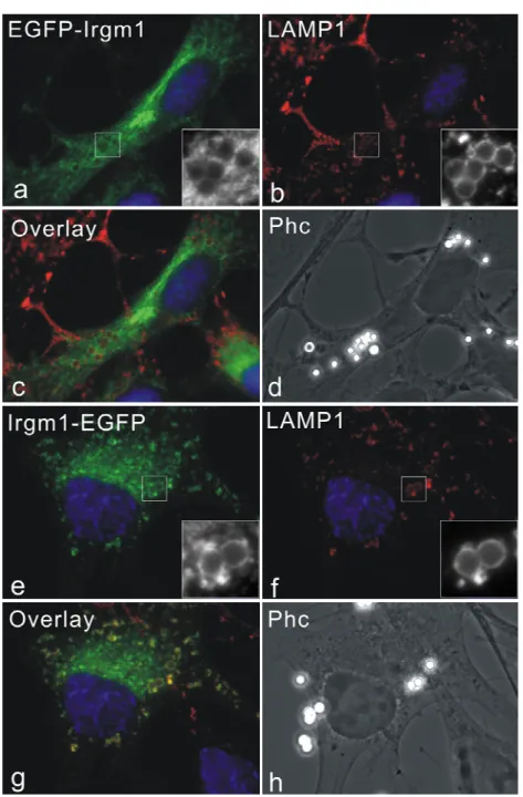 Figure 3.10 Irgm1-EGFP accumulates on phagosomes while EGFP-Irgm1 does not. 