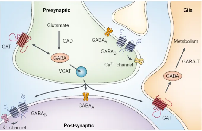 Figure 1.1: GABA signaling and metabolism 