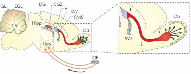 Figure 1.3: Regions of postnatal neurogenesis 