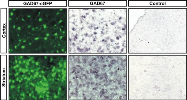Figure 3.14: In situ hybridization for GAD67 and colocalization with GFP 