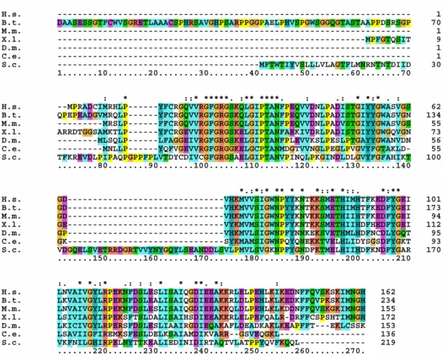 Abb. 2) Sequenzvergleich humaner RFK mit homologen Proteinen. Die in unserem Labor  klonierte Sequenz der RFK wurde in einer BLAST Suche gegen GenBank™ abgeglichen