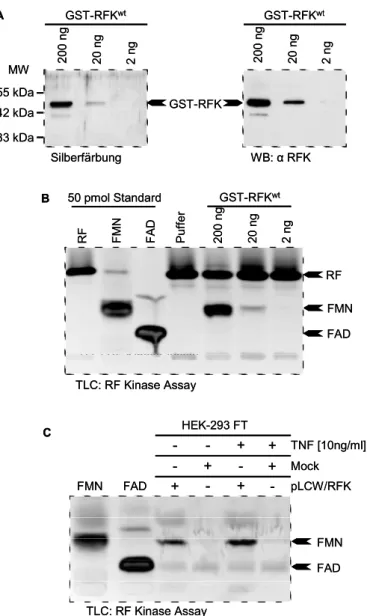Abb. 4) Flj11149 kodiert für eine TNF responsive Riboflavinkinase. A) Die humane RFK  wurde C-terminal an GST fusioniert (pGEX-4T-1) und im induzierbaren E