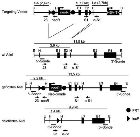 Abb. 5) Schematische Darstellung der Targeting Strategie. Der Targeting Vektor beinhaltet 3  Kassetten (SA, fl, LA) und ermöglicht nach homologer Rekombination ins murine Genom die  konditionale Inaktivierung des RFK Gens durch Cre-loxP-vermittelte Rekombi