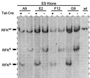 Abb. 7) Tat-Cre Transduktion homolog rekombinanter ES Klone. ES Zellen wurden im  6Wellformat mit Tat-Cre (3 µM in DMEM:PBS (1:1)) ÜN transduziert und anschließend weitere 5  Tage mit ES Medium inkubiert