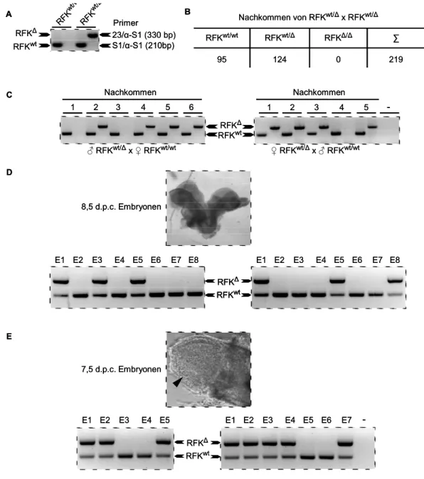Abb. 9) RFK ∆/∆  ist embryonal letal. A) Der Nachweis des deletierten Allels (RFK ∆ ) gelingt über  PCR mit den Primern 23 und α-S1, die ein 330 bp Fragment amplifiziert