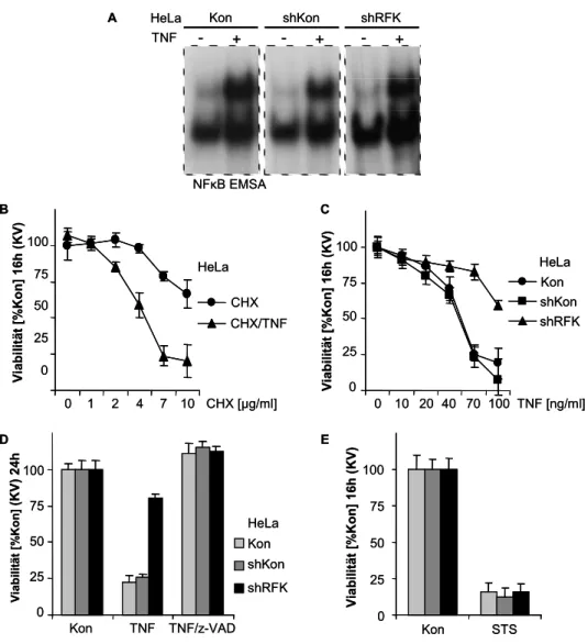 Abb. 11) TNF induzierte Apoptose nicht aber NF-κB Aktivierung ist von RFK abhängig. NF- NF-κB EMSA nach TNF Stimulation (10 ng/ml, 30’) zeigt keine Unterschiede in den HeLa Zelllinien