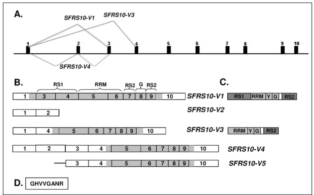 Abbildung 1.3: Genomische Organisation und Spleißvarianten des humanen SFRS10;  