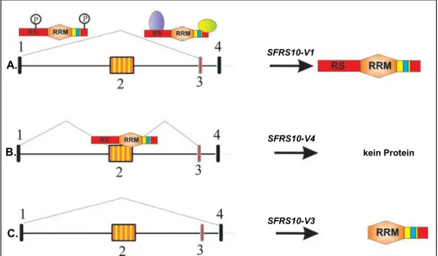 Abbildung 1.4 verdeutlicht die autoregulativen Mechanismen des SFRS10. 