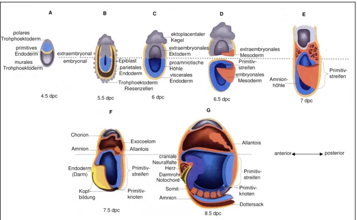 Abbildung 1.6: Schematische Darstellung der Entwicklung des Mausembryos vom Implantations- bis  zum Neurulationsstadium; A