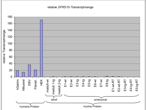 Abbildung 3.4: SFRS10-Quantifizierungen in SFRS10-transgenen Embryonen.  