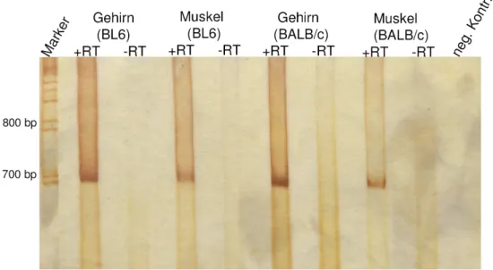 Abbildung  3.5:  Analysen  von  potentiellen  Sfrs10-Spleißvarianten.  Silbergefärbtes  PAA-Gel,  auf  welchem PCR-amplifizierte cDNAs verschiedener Mausstämme und Gewebe separiert und visualisiert  wurden
